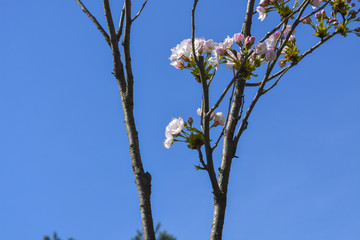 сакура расцвела в городском парке