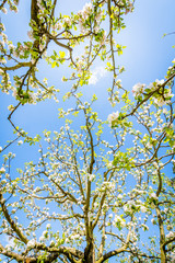 Frühling