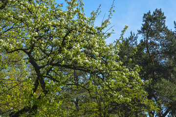 Fototapeta premium дерево груша расцвело в городском парке