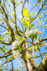 Frühling