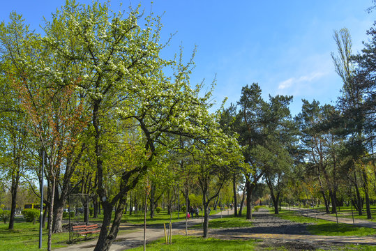 дерево груша расцвело в городском парке
