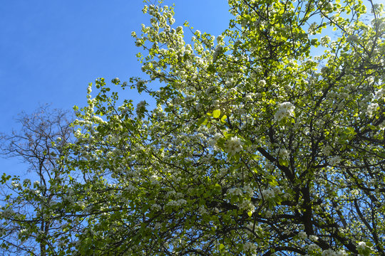 дерево груша расцвело в городском парке