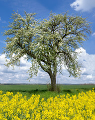 Blühender Birnbaum hinter gelbem Raps