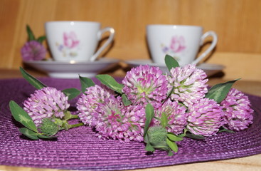 Medicinal plants - red clover (Trifolium pratense)