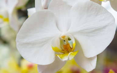 white orchid in the garden