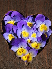 pansies in a heart of wood