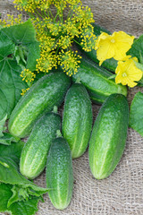 Bunch of cucumbers on linen burlap