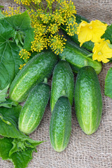 Bunch of cucumbers on linen burlap