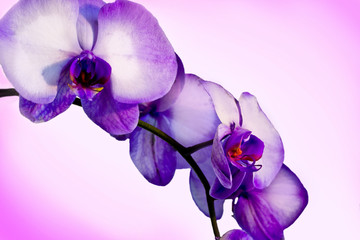 Cascading Orchid