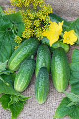 Bunch of cucumbers on linen burlap