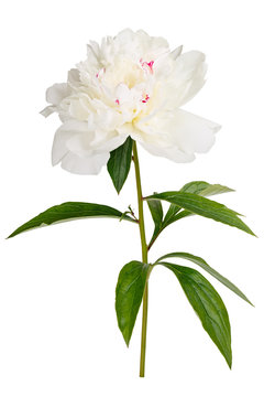Photographed macro isolated on white background flower Paeonia