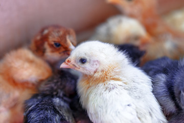Newborn chicks