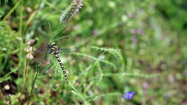 Golden-ringed Dragonfly on a green background in nature