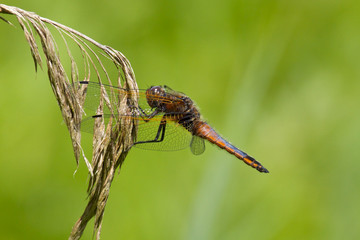 Male scarce chaser resting on a reed stem