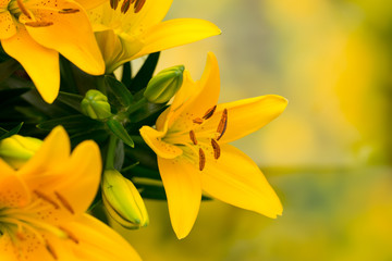 Lily yellow flower with buds on a gray background.