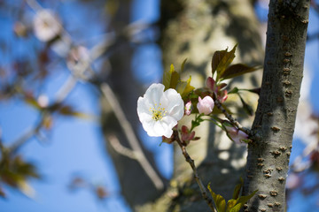 Cherry blossom background with spring day.