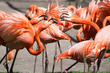 Kubaflamingo (Phoenicopterus ruber)