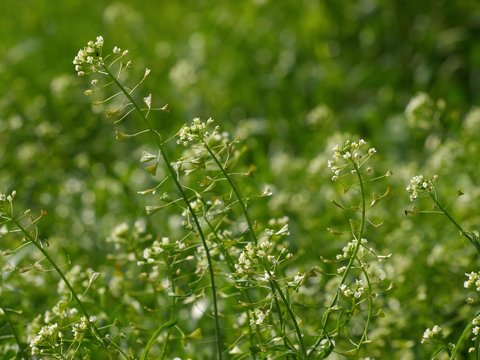 Shepherd's-purse - Capsella bursa pastoris
