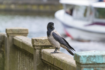 Fototapeta premium crow sits on the parapet