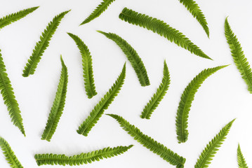 fern branches and leaves on white background. top view