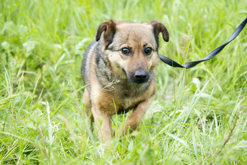 funny dog in the grass