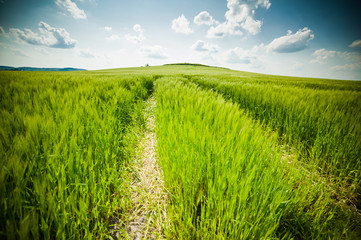 beautiful landscape with the sky and green field of wheat