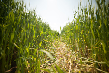 beautiful landscape with the sky and green field of wheat
