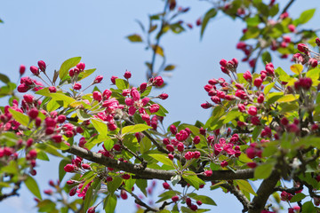 branch of blossoming apple tree with red flowers