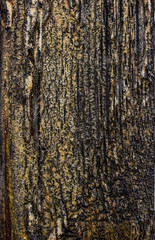 Obraz premium old wood texture