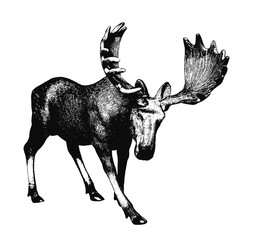 Big moose. Ink drawing.