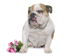 Obraz premium english bulldog in studio