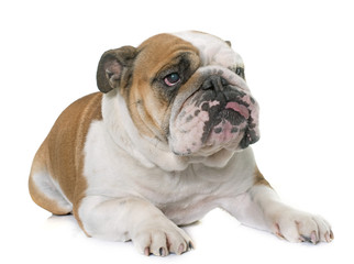 Fototapeta premium english bulldog in studio