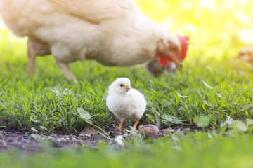 a small yellow chick walks across the grass on a Sunny day