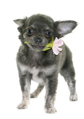 puppy chihuahua in studio