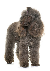 poodle in studio