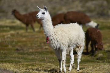 Group of llama (Lama glama) and alpaca (Lama pacos) grazing on a wetland in Lauca National Park, northern Chile. © JeremyRichards