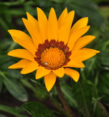 Yellow flowers in the park