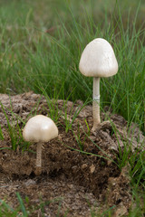 Setas  ( Panaeolus semiovatus ) en primer plano,  sobre excremento de animal herbívoro