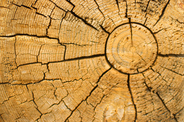 Коричневая текстура дерева © art.natalya