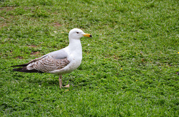 Birds