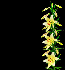 Flower lily isolated on black background.