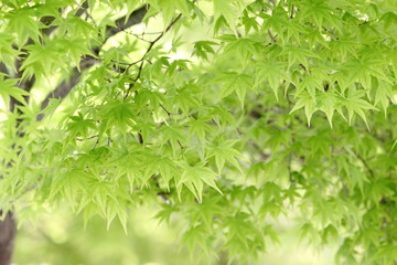 カエデの新緑