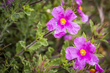 Fototapeta premium Cistus crispus (Crispus Rockrose) pink wild flowers in nature