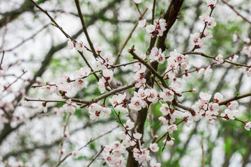 Cherry blossom branch