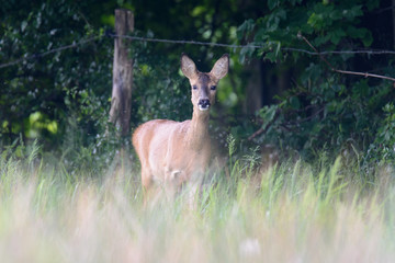 Ein Reh auf einer Wiese am Waldrand