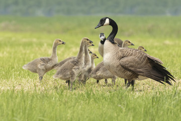 Canadian goose chicks and family