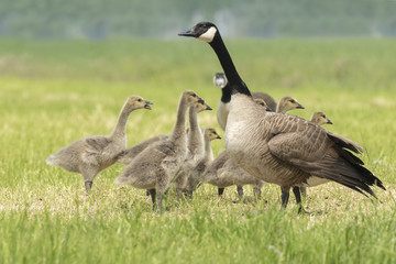 Canadian goose chicks and family