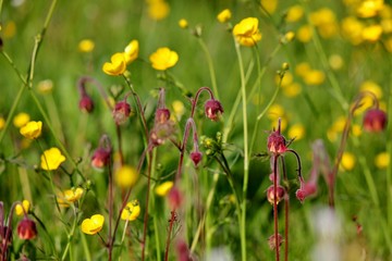 Meadow with buttercups and water avens