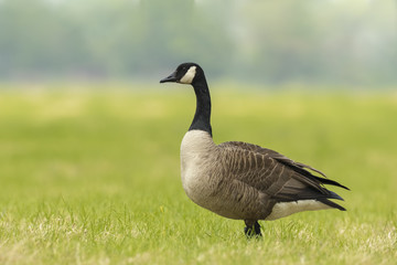 Canadian goose in a meadow