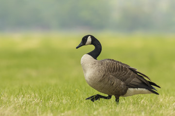 Canadian goose in a meadow